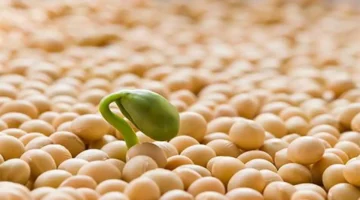 ارتفاع أسعار فول الصويا للأسبوع الخامس بدعم من صعود النفط والطلب الصيني